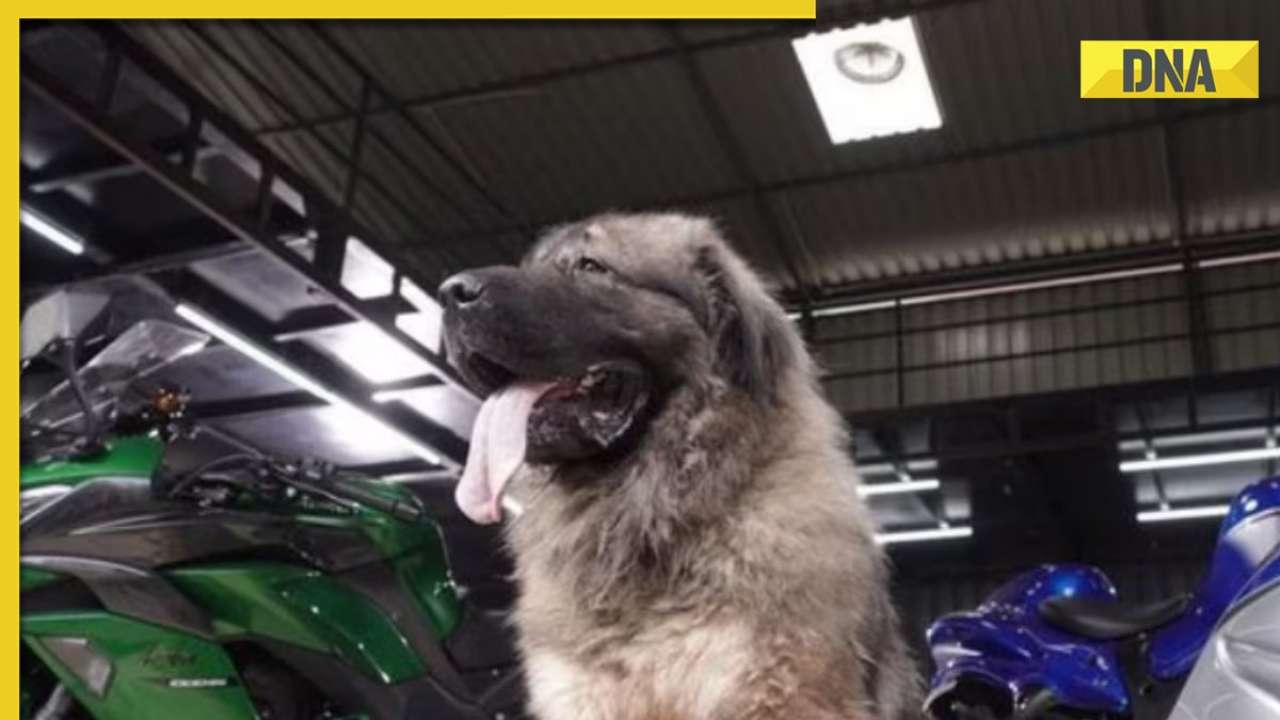 Meet India's most expensive dog, worth more than annual salary of top CEOs