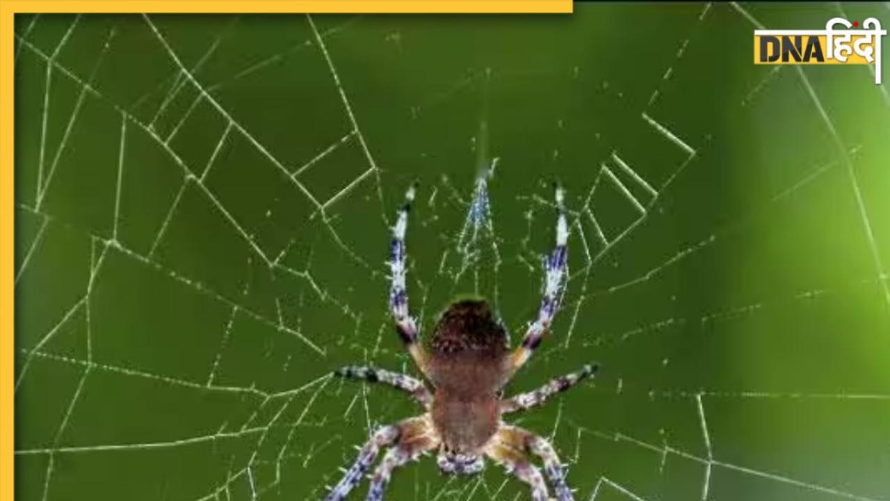 How To Get Rid of Spiders: घर में बढ़ गई हैं मकड़ियां और हर जगह दिखता है जाला? इन आसान उपायों से मिलेगा छुटकारा 