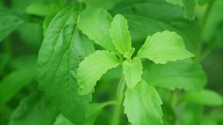 Liquid Stevia