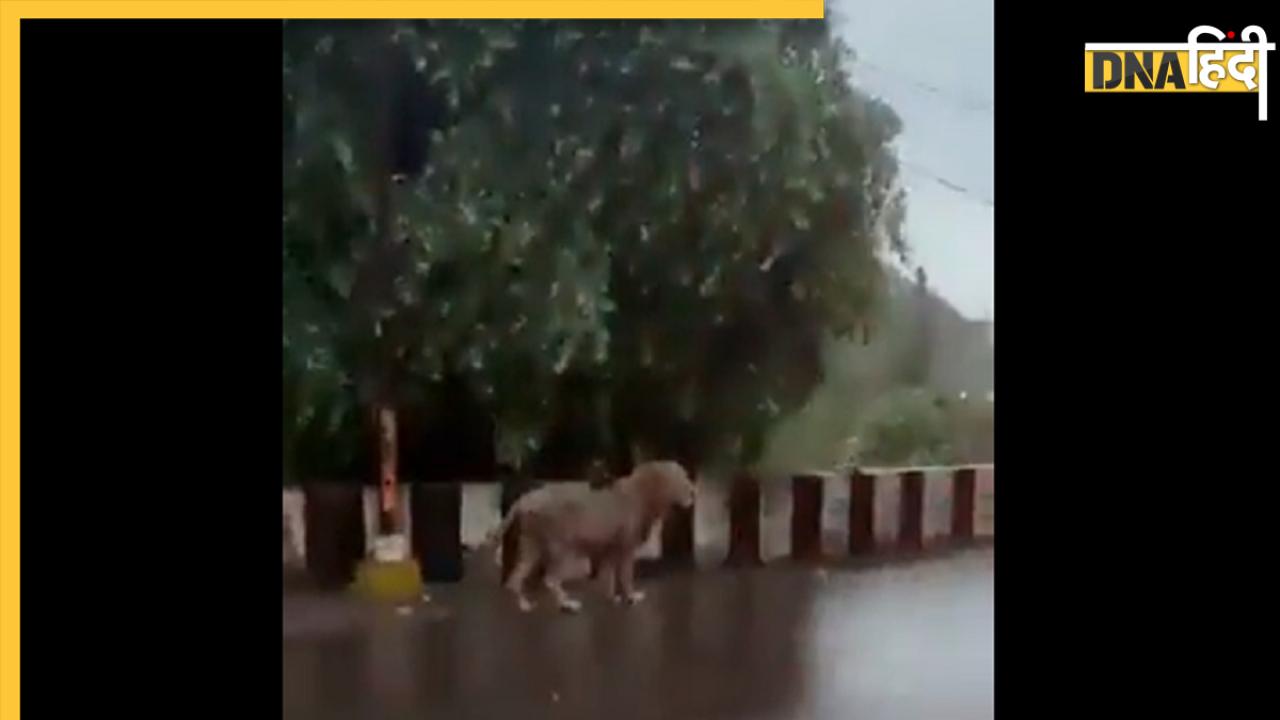 Gujarat Viral News: फ्लाईओवर पर बारिश के मजे लेते दिखा जंगल का राजा, वीडियो वायरल 
