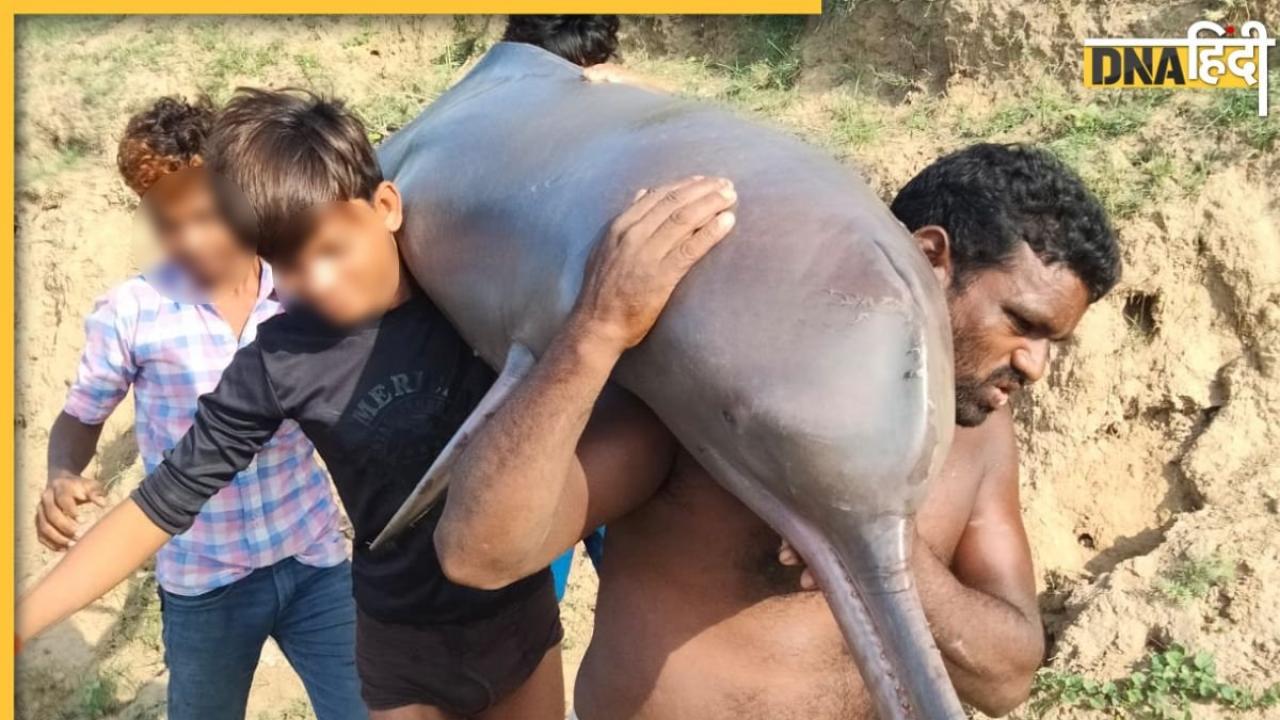 UP Dolphin Viral Video: यमुना में पहली बार दिखी दुर्लभ डॉल्फिन, पका कर खा गए मछुआरे