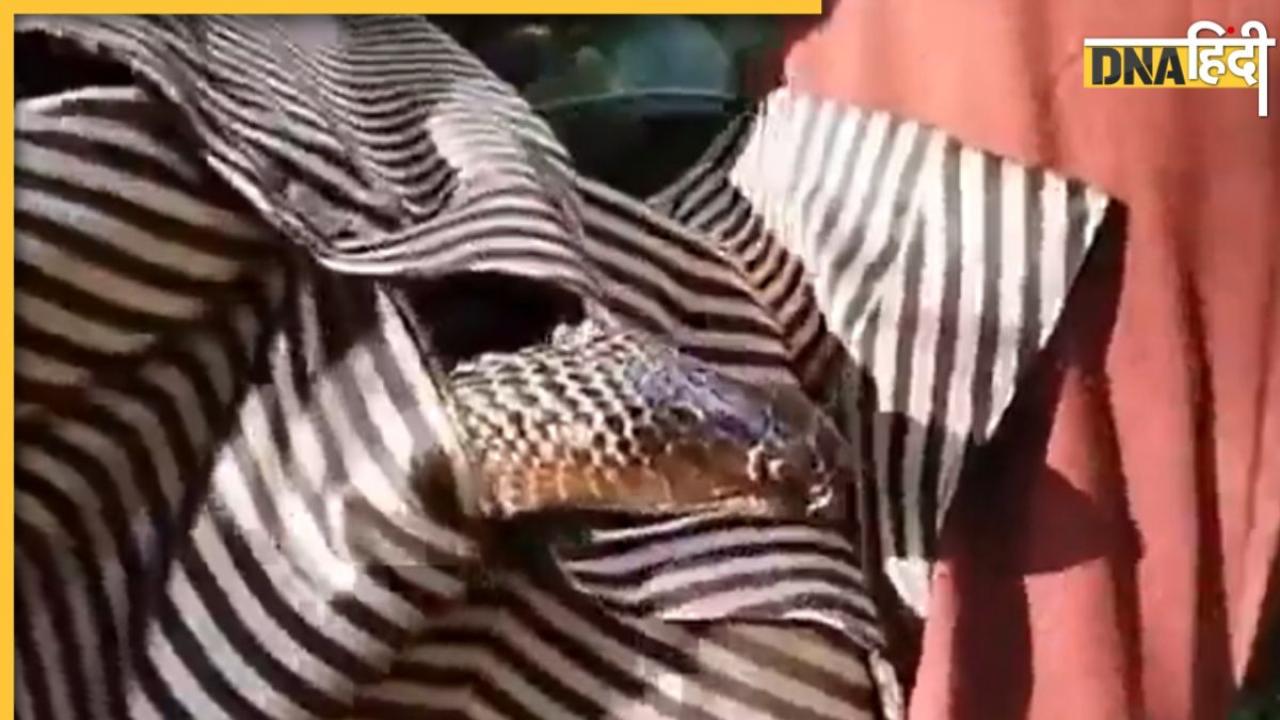 Viral Snake Video: पेड़ के नीचे सो रहे आदमी की शर्ट में घुसा किंग कोबरा, देखकर दहल जाएंगे आप