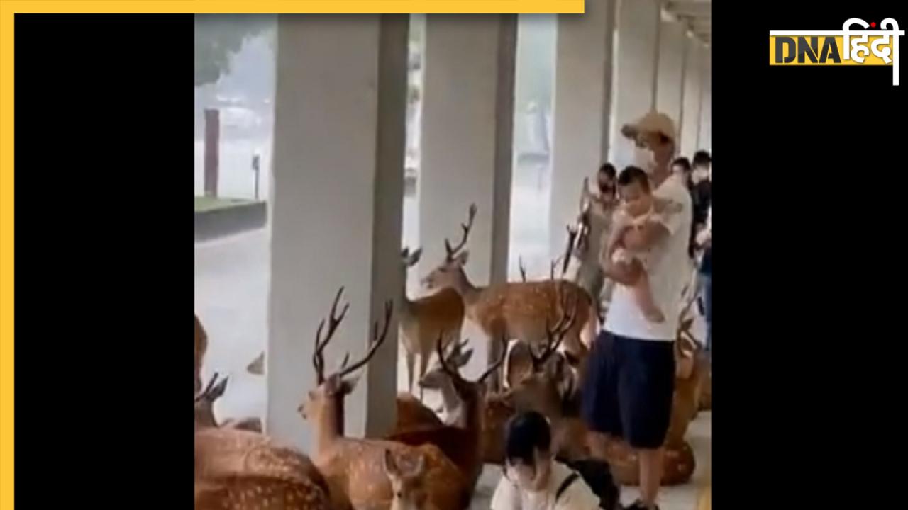 Japan rain deer video: कुदरत ने इंसान और जानवरों को जोड़ा, देखें दिल छू लेने वाला ये वायरल वीडियो