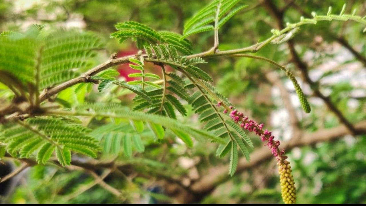 शमी का पौधा