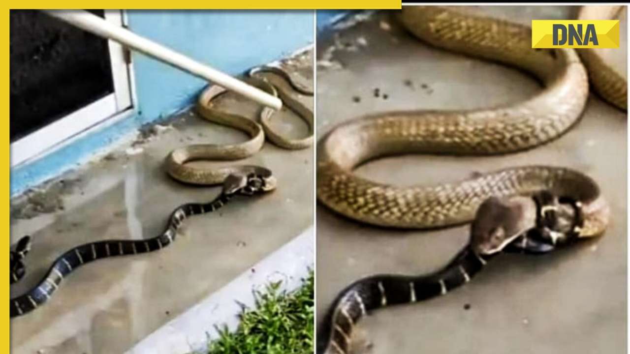 Viral video Deadly snake chokes its opponent with tail in terrifying