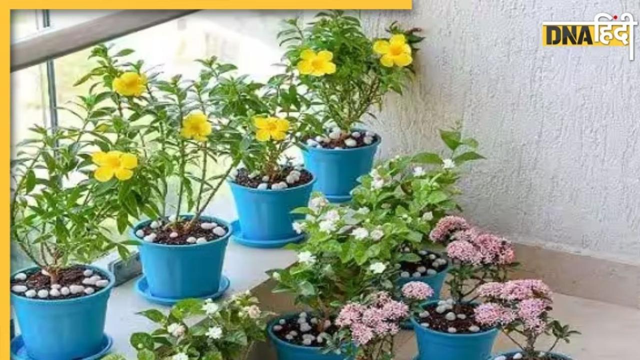 Gardening Tips: बालकनी में लगे प्लांट्स को नहीं मिलती धूप? अपनाएं ये सिंपल हैक्स, नहीं सूखेंगे पौधे  