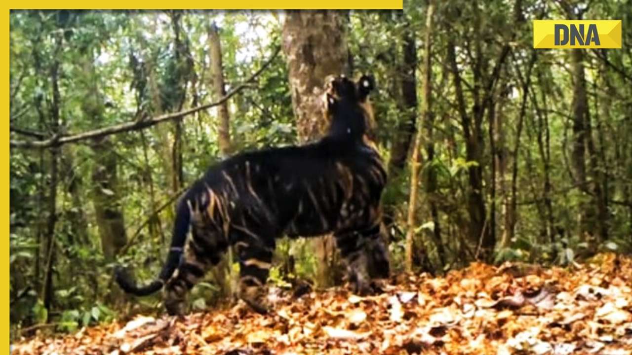 Mesmerizing Viral Video Rare Melanistic Tiger Spotted In Odishas National Park Watch