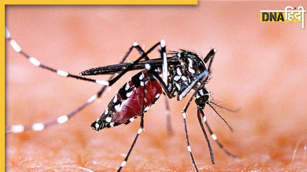 Dengue Test And Treatment: डेंगू बुखार हैं या नहीं, पता लगाने के लिए करवाने होते हैं ये खास टेस्ट