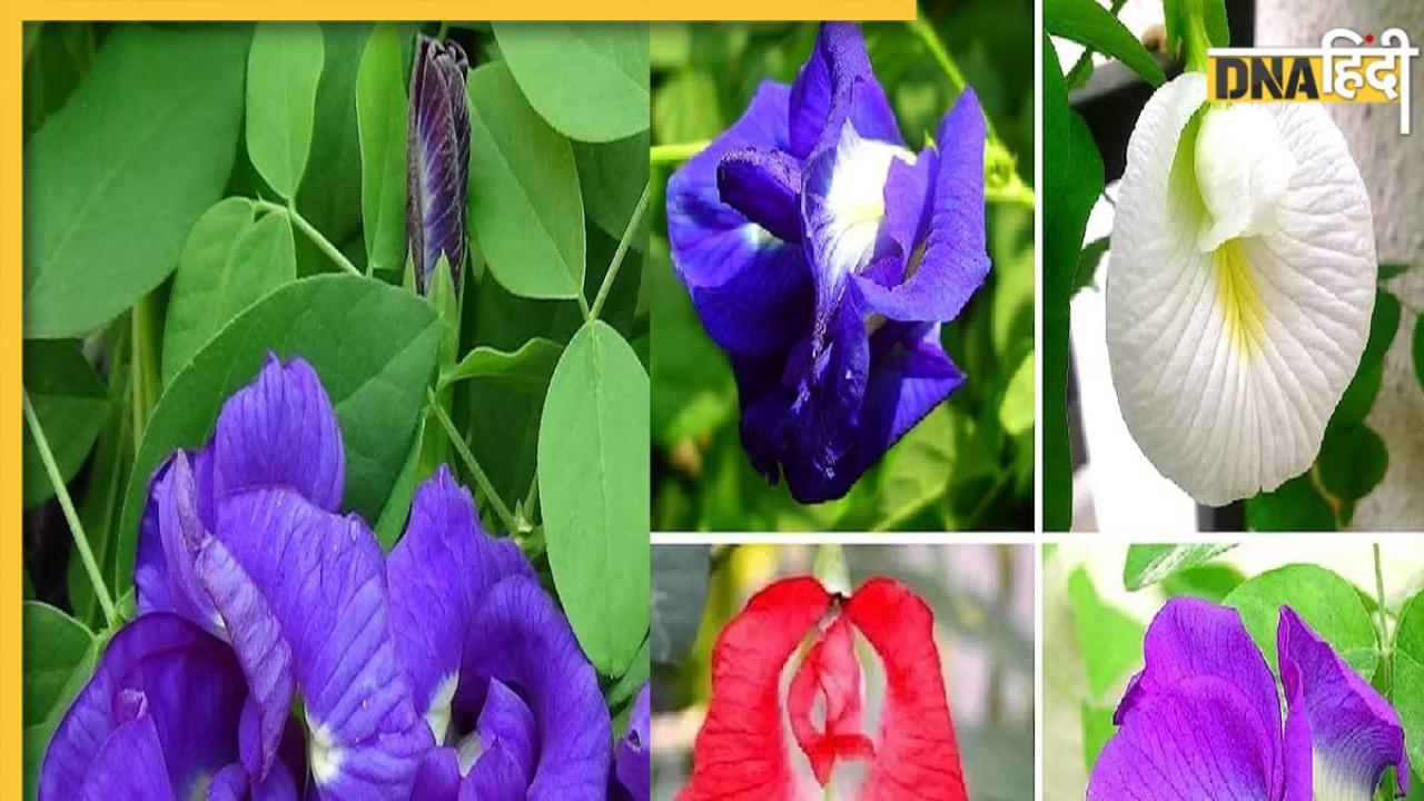 Gardening Tips: होम गार्डन में लगाएं ये 5 पौधे, बिना मेहनत के साल भर खिलते रहेंगे फूल