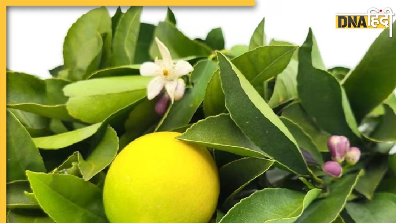 Lemon Leaves Benefits: स्ट्रेस-एंग्जायटी और सिरदर्द तुरंत होगा दूर, रोज सुबह उठकर चबाएं इस पेड़ की पत्तियां