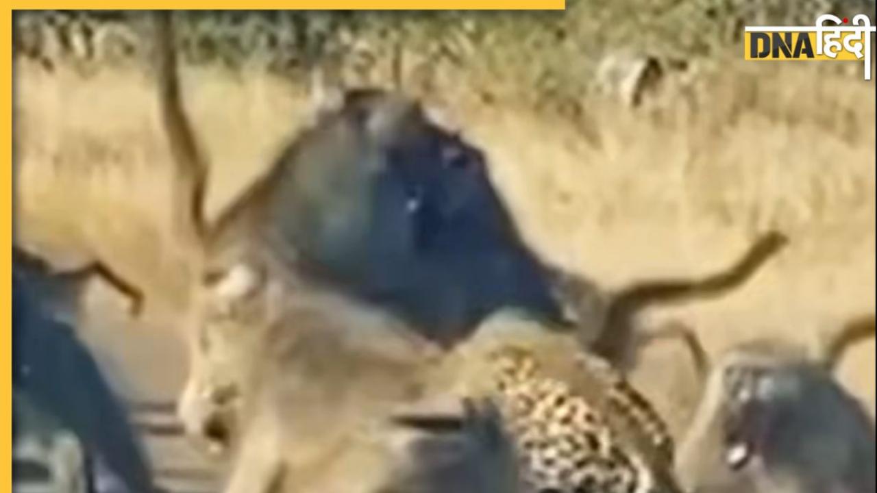 Leopard Attack Video: तेंदुए ने किया बंदरों के झुंड पर हमला, जंगल के राजा को पीट-पीटकर बनाया ऐसा हाल