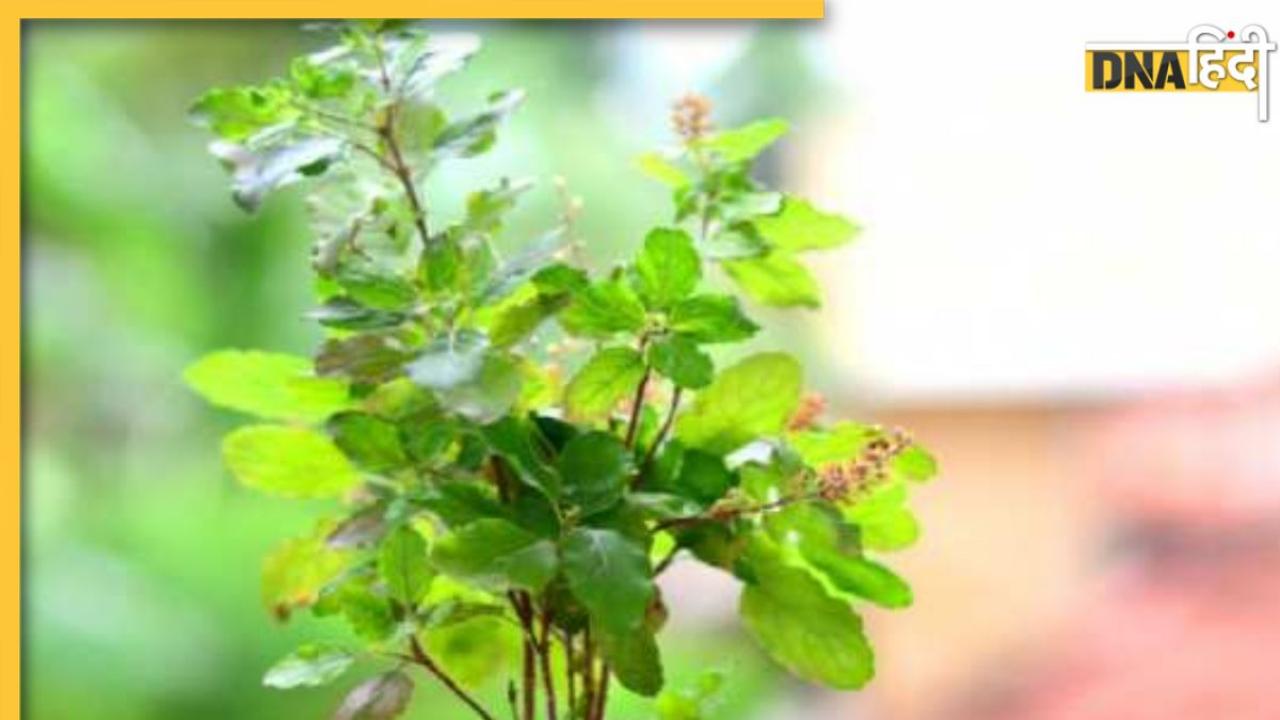 Gardening Tips: पानी देने के बाद भी मुरझा रहा तुलसी का पौधा, ये आसान टिप्स फिर से कर देंगे हरा-भरा