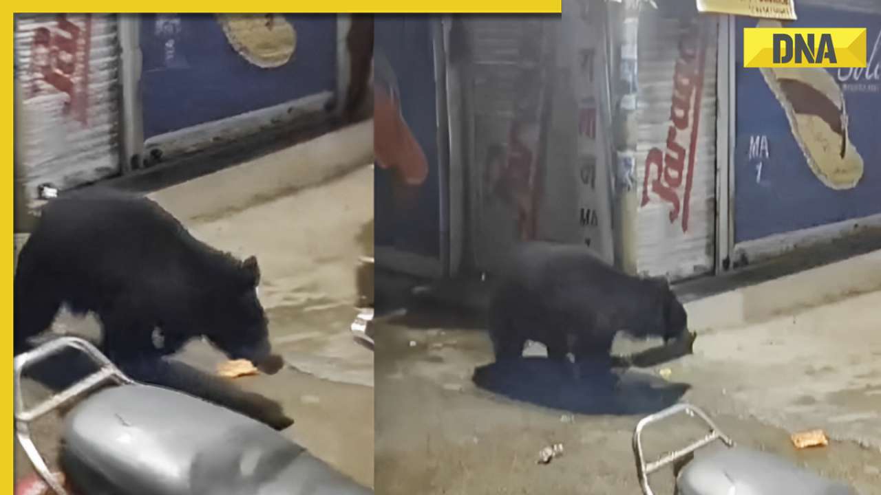 Viral video: Giant sloth bear roams Mount Abu market, leaves netizens ...