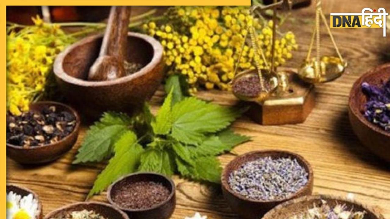 Anti-Diabetic Herbs: ब्लड शुगर कंट्रोल कर देंगी ये 5 आयुर्वेदिक दवाएं, इन जड़ी-बूटियों में है एंटी-डायबिटीक गुण