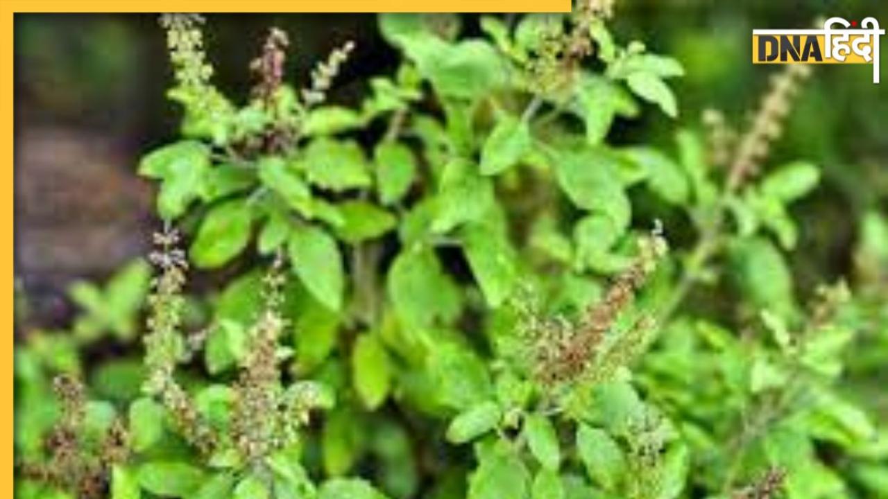 Tulsi Ke Totke: तुलसी के ये टोटके खत्म कर देंगे जीवन की हर विपत्ति, सौभाग्य में बदल जाएगा दुर्भाग्य