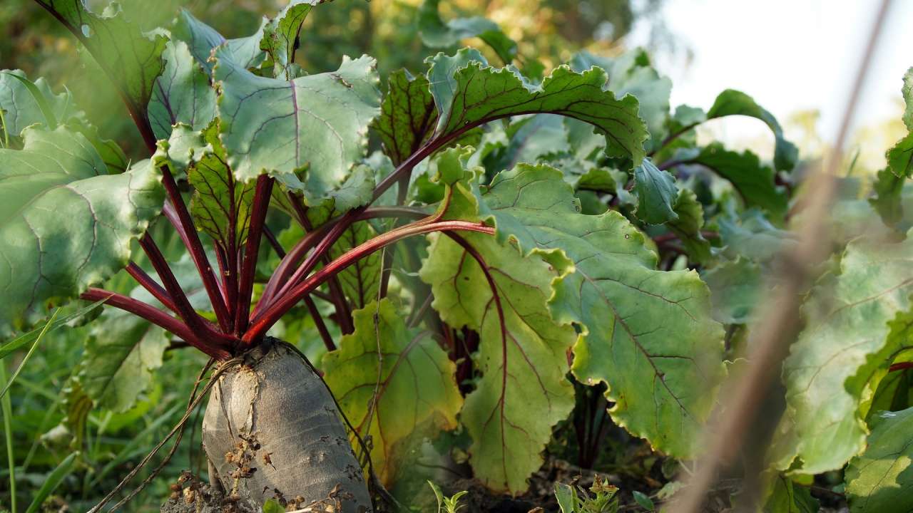 Beets Protect from Premature Aging