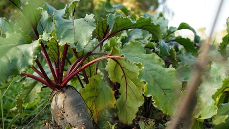 Beets Protect from Premature Aging