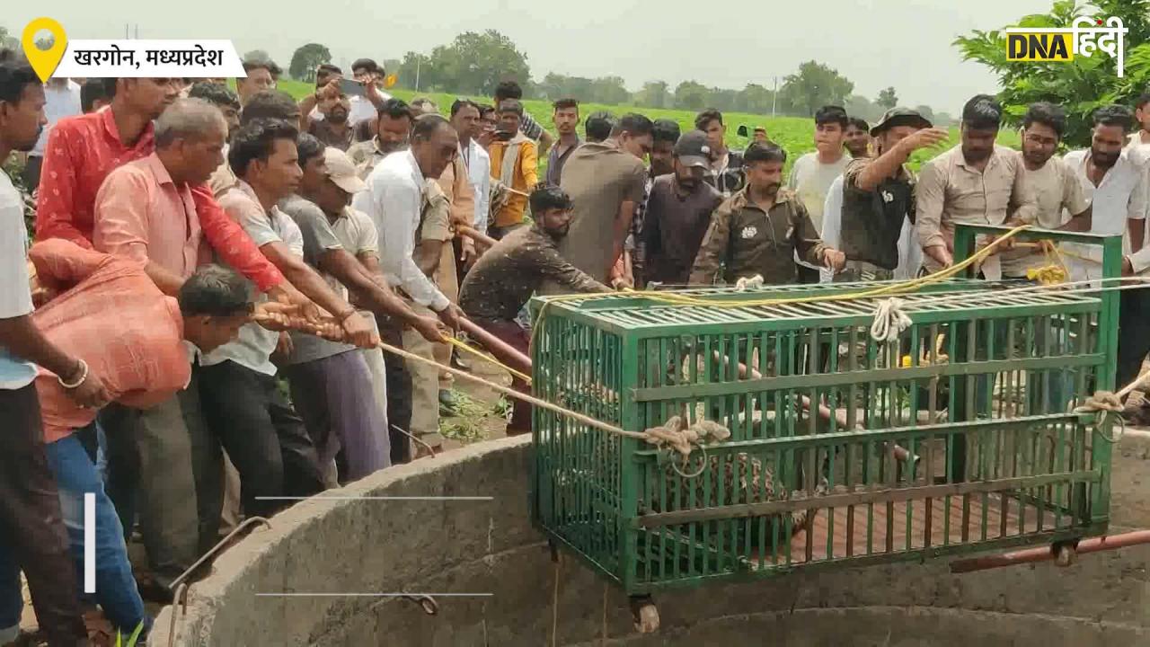 Khargone : कुएं में गिरे तेंदुआ और जंगली सुअर, वन विभाग की टीम ने दोनों का किया रेस्क्यू