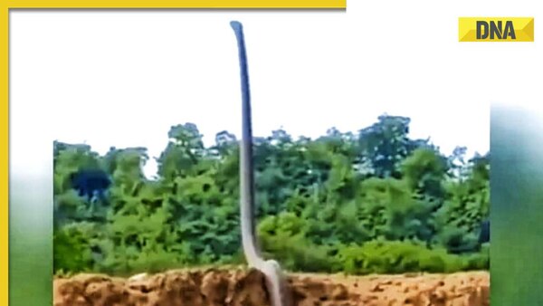Viral video: Giant king cobra stands as tall as a man, internet is scared