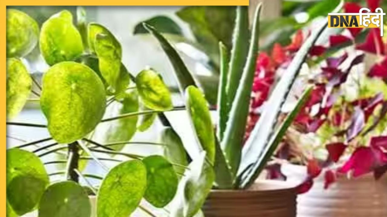 Gardening Tips: सितंबर महीने में घर में लगाएं ये 5 पौधे, सर्दी आने तक फूलों से भर जाएगा गार्डन 