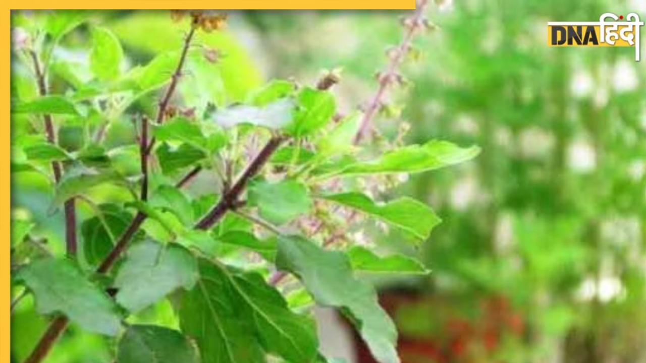 Tulsi Upay: तुलसी से जुड़ी इन 5 गलतियों से लगता है भयंकर वास्तु दोष, कितना भी कमा लें नहीं बचेगा पैसा 