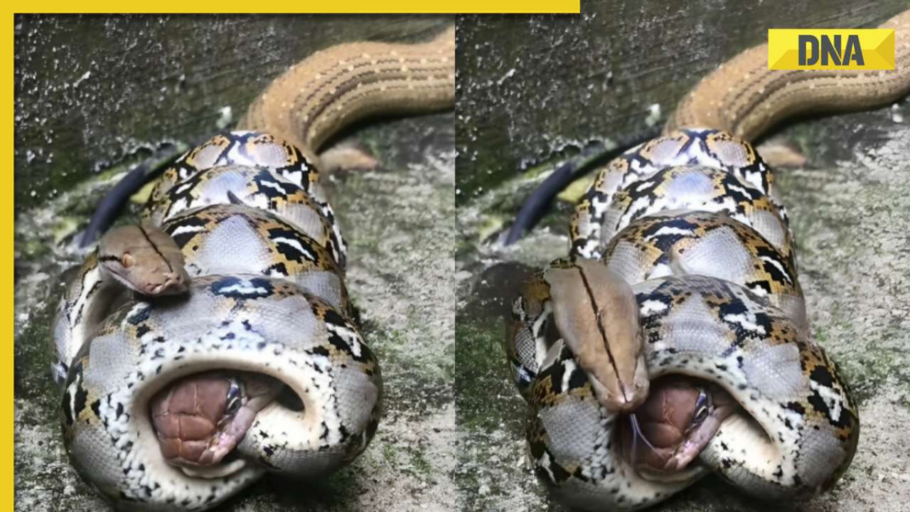 Not for the faint-hearted: One python swallows another in deadly battle ...