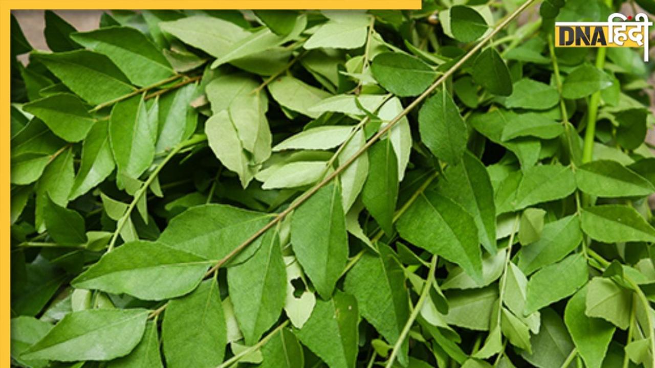 Curry Leaves Benefits: खाली पेट करी पत्ता चबाने से बढ़ेगी आंखों की रोशनी, मिलेंगे और भी कई फायदे