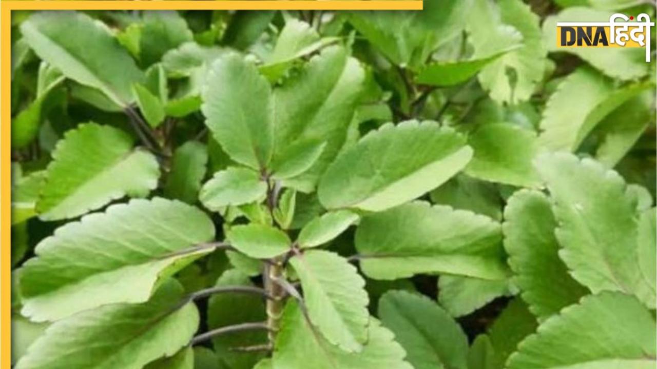 Ayurvedic Leaves: नसों में जमा फैट निकाल देता है ये औषधीय पत्ता, खाते ही कंट्रोल हो जाता है कोलेस्ट्रॉल और बीपी