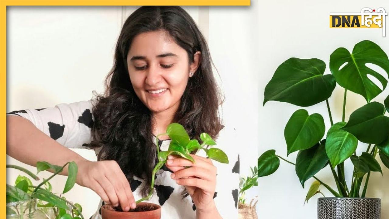 Lucky Plants For Home: घर में जरूर लगाने चाहिए ये 4 पौधे, बुरी नजर और कलेश के साथ दूर हो जाएंगे इन ग्रहों के दोष