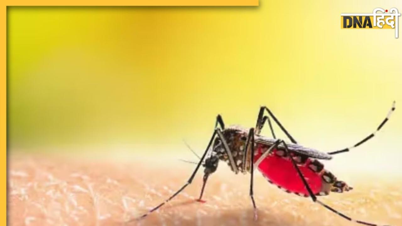 Food Avoid In Dengue: डेंगू में 5 चीजों को खाने से गिरता है प्लेटलेट्स, शरीर में दर्द भी होगा तेज