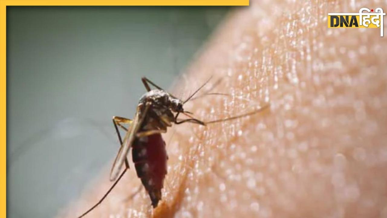 Dengue Den2 Strain: नोएडा में डेढ़ दर्जन लोगों में मिला डेंगू का खतरनाक स्ट्रेन, जानें इसका नाम, लक्षण और बचाव के तरीके  