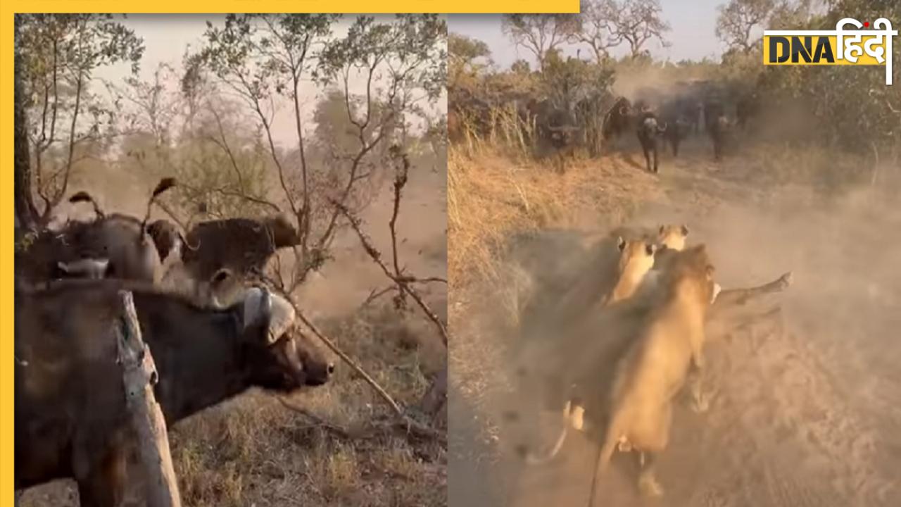 Viral Video: शेरों से घिरे बच्चे को बचाने के लिए मां ने किया कुछ ऐसा, वीडियो देख रो पड़ेंगे
