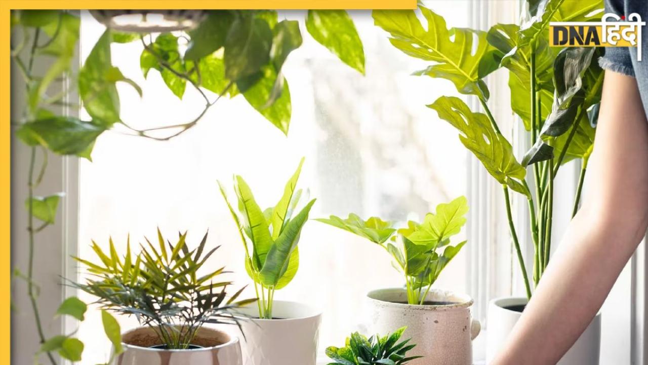 Lucky Plant: आर्थिक तंगी दूर करेंगे ये 5 लकी पौधे, बस लगाते वक्त इस बात का रखें ध्यान