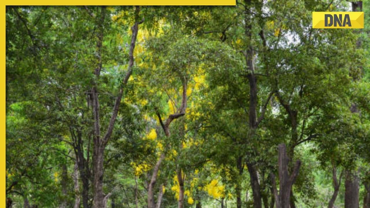 Sandal Wood Plant (Pterocarpus santalinus) | Evergreen Agro Tech | Sandal  Wood Plant in hyderabad,Sandal