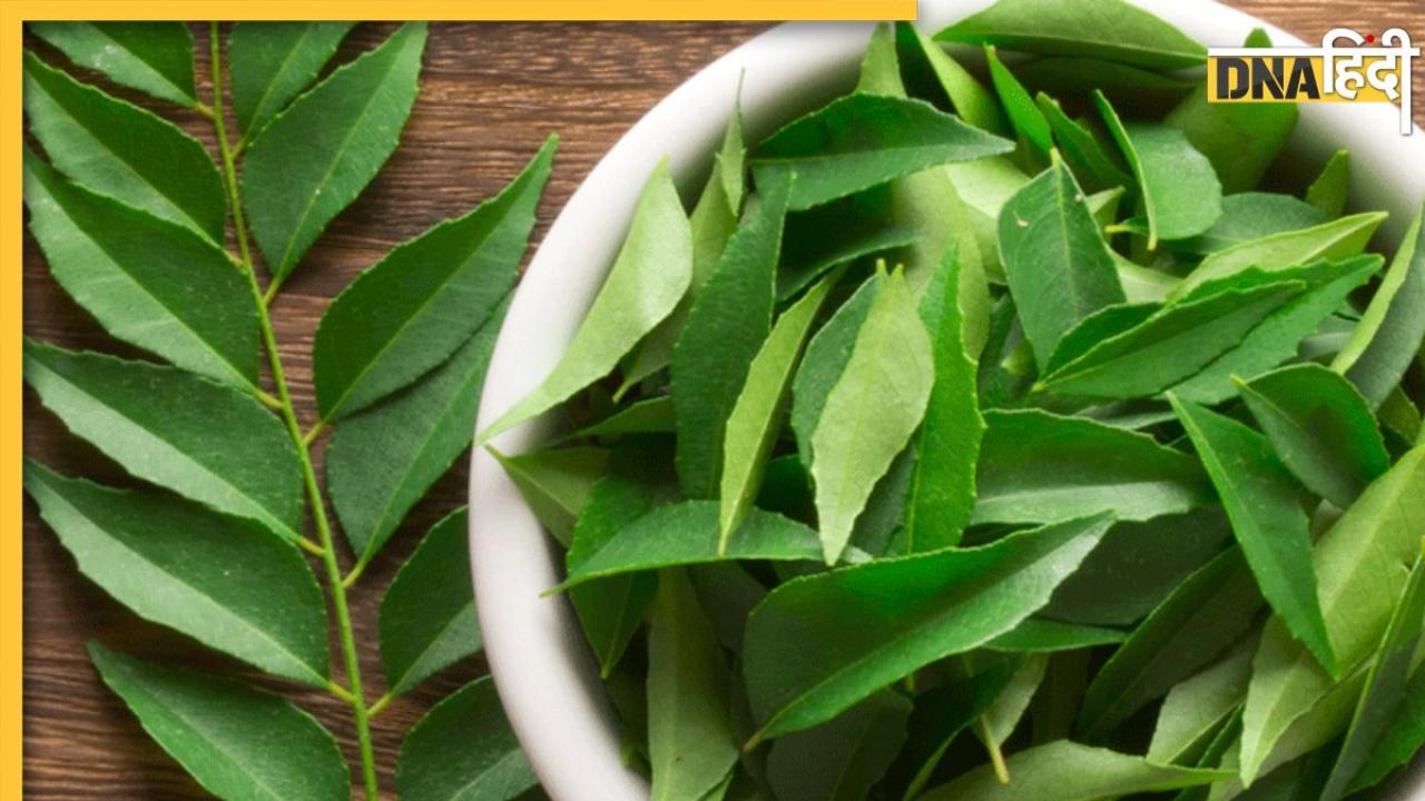 Curry Leaves Benefits: ये हरा पत्ता कंट्रोल कर देगा डायबिटीज से लेकर मोटापा, दिल भी हमेशा के लिए रहेगा हेल्दी