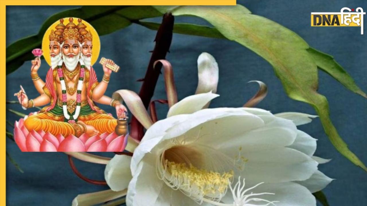 Brahma Kamal: किस्मत चमका देगा रात में खिलने वाला ये दुर्लभ फूल, देखने भर से पूरी होगी हर इच्छा