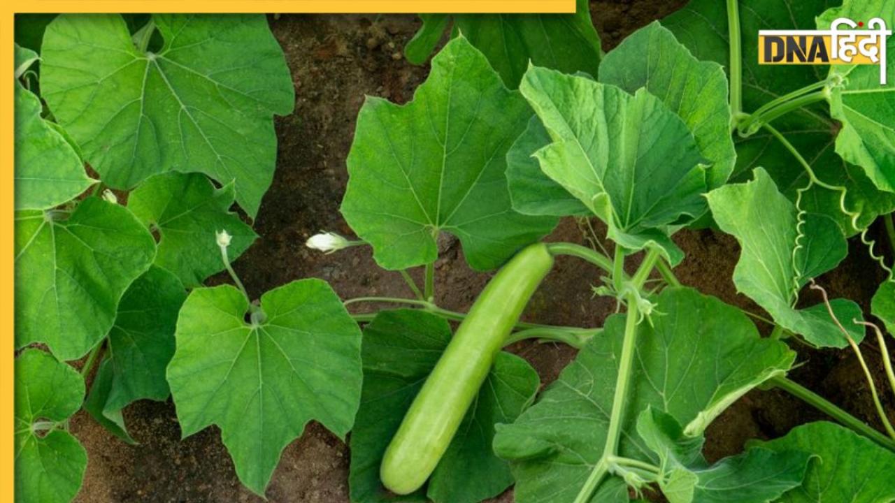 Bottle Gourd Leaf Benefits: लौकी ही नहीं, इसके पत्ते भी हैं गुणकारी, मिलते हैं कई स्वास्थ्य लाभ