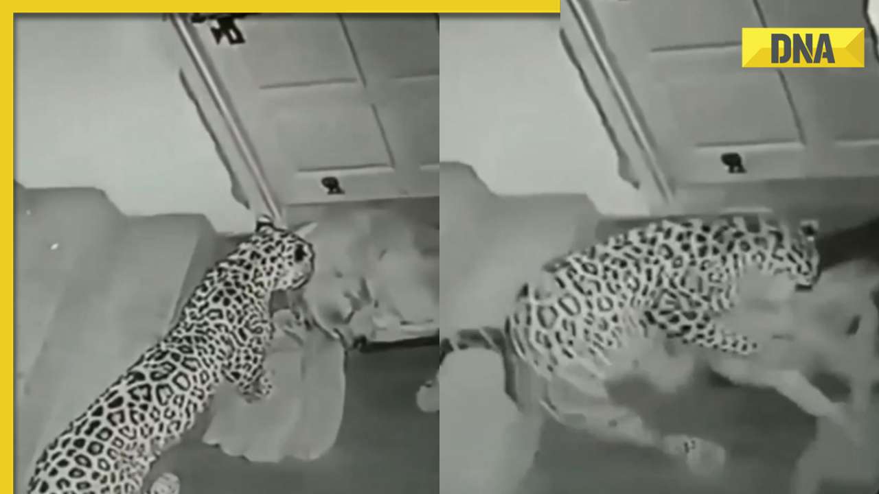 Chilling silent hunt Leopard's midnight ambush on sleeping dog caught