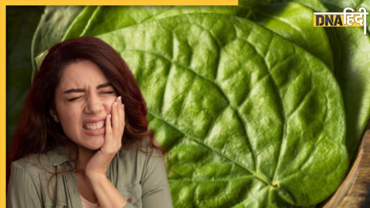 Paan Leaves Benefits: मसूड़ों में दर्द से डायबिटीज तक, इन 5 बीमारियों का रामबाण इलाज है पान का पत्ता