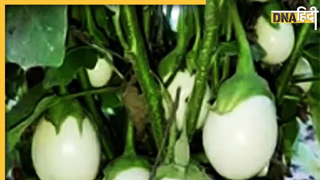 White Brinjal Benefits: हाई ब्लड शुगर और कोलेस्ट्रॉल तक को कंट्रोल कर देंगा सफेद बैंगन, बॉडी को मिलेंगे ये 5 बेनिफिट्स