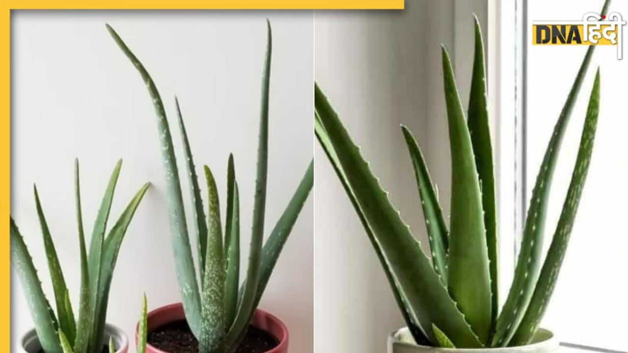 Vastu Tips For Aloe Vera Plant: घर की इस दिशा में लगा एलोवेरा घर-गृहस्ती कर देगा बर्बाद, तुरंत बदल दें जगह