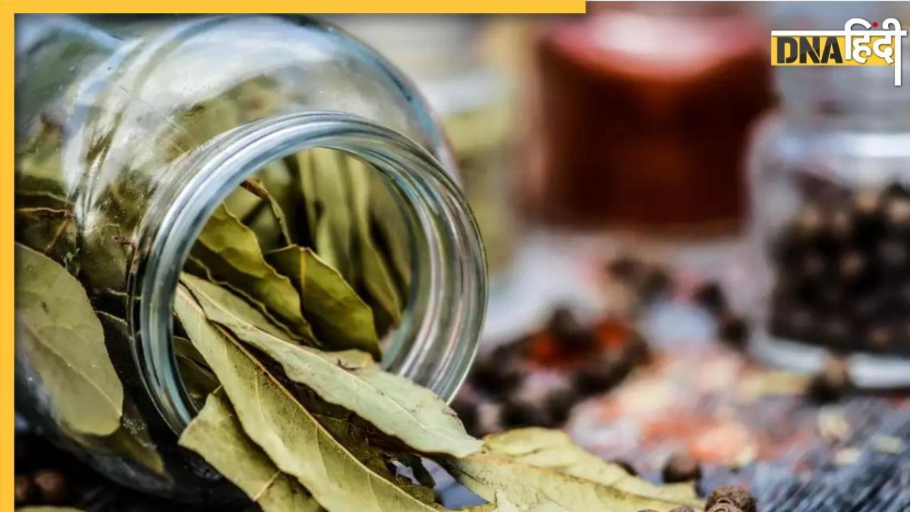 Bay Leaf Control Diabetes: इस एक सूखे पत्ते को खाते ही डाउन हो जाएगा हाई ब्लड शुगर, डायबिटीज मरीजों की दिक्कत भी होगी खत्म