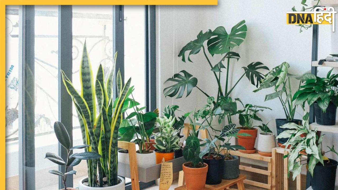 Air Purifier Plants: घर में लगाएं ये 5 पौधे खूबसूरती बढ़ाने के साथ ही हवा कर देंगे साफ, एयर प्यूरीफायर का करेंगे काम