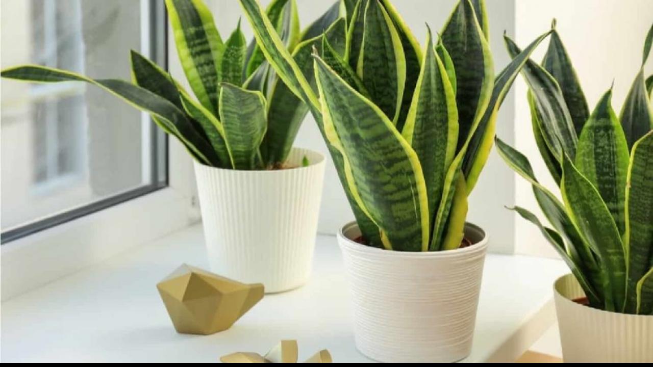 Snake Plant