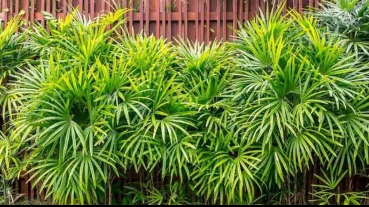 Lady Palm Plant