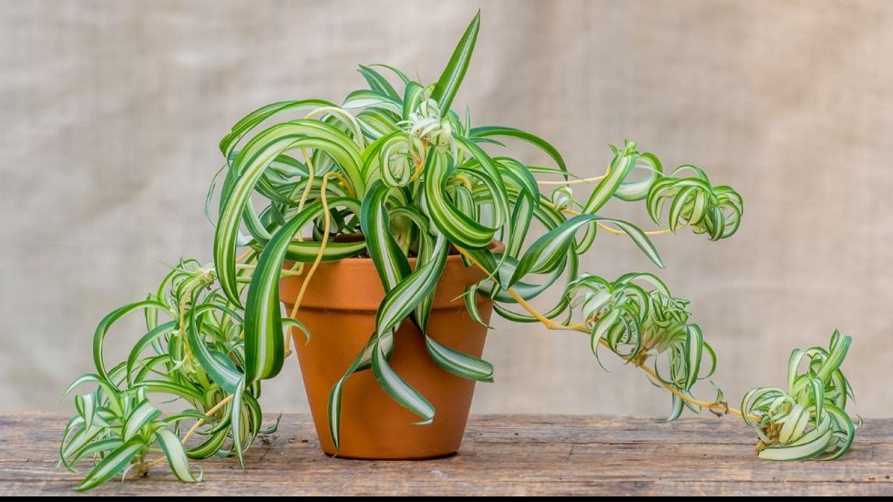 Spider Plant