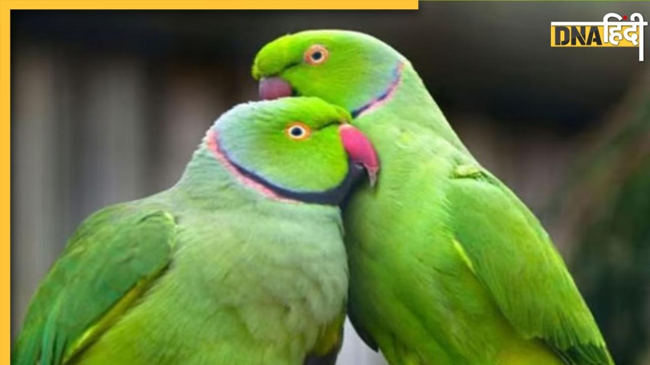 Parrot jyotish benefits: घर में तोता पालना होता है बेहद शुभ, वास्तु दोष दूर होने के साथ प्रसन्न होती हैं मां लक्ष्मी 