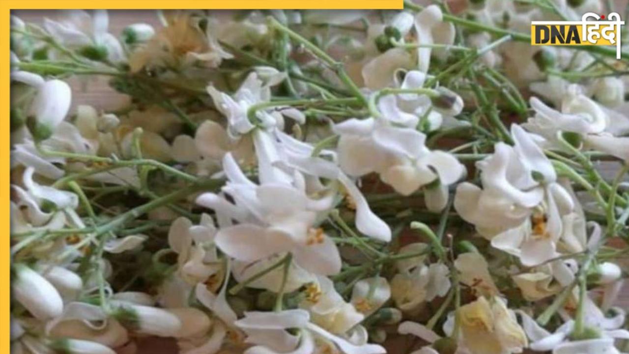 Benefits of Moringa flower: सर्दियों में बढ़े ब्लड प्रेशर को इस आयुर्वेदिक पेड़ के सफेद फूल तुरंत करेंगे कम, नसों का तनाव होगा ढीला