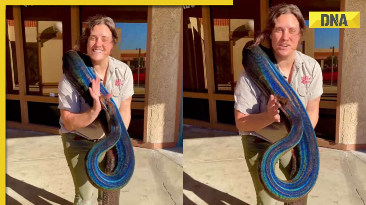 Viral video: Fearless woman grapples massive rainbow python in her arms ...