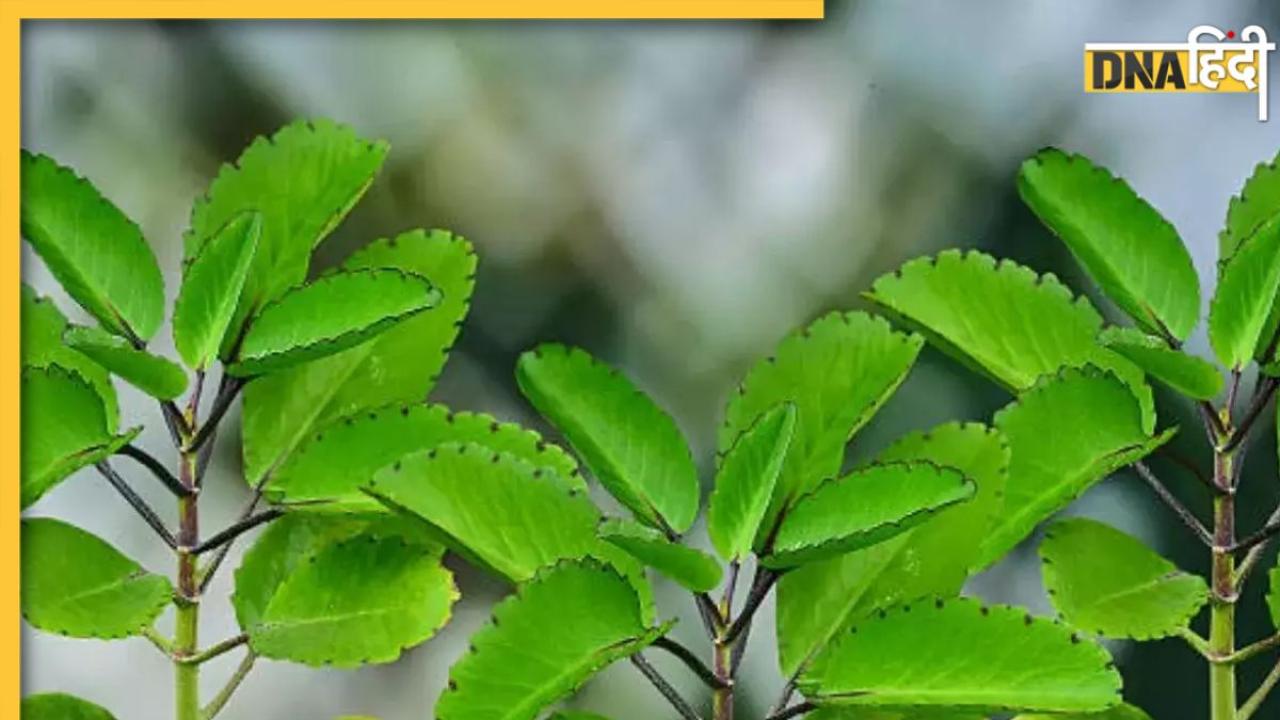Patharchatta Ke Fayde: इस पौधे की पत्तियों में छिपा है पथरी-हाई ब्लड प्रेशर का इलाज, जानें इस्तेमाल का तरीका